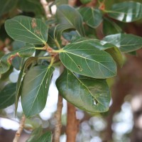 Ficus benghalensis L.